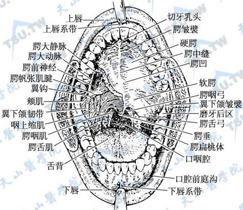 嘴巴器官|口腔解剖图：带定义和解释的插图